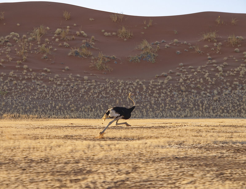 Ostrich, Sossusvlei